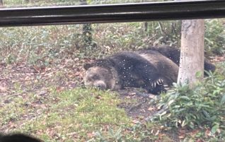 ベアマウンテン見学